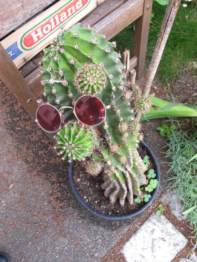 Hat Beatle John Lennon an diesem Kaktus in Melchingen seine Sonnenbrille vergessen? Foto: Zenke